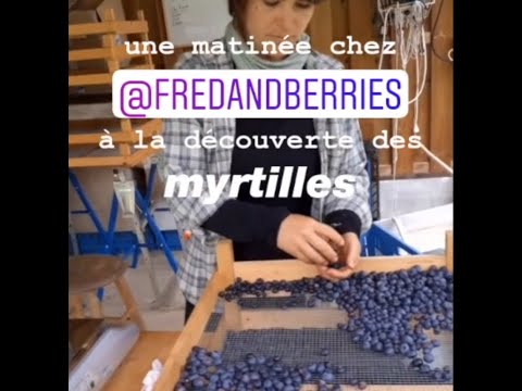 Cueillette des myrtilles chez Fred &amp; Berries 🫐