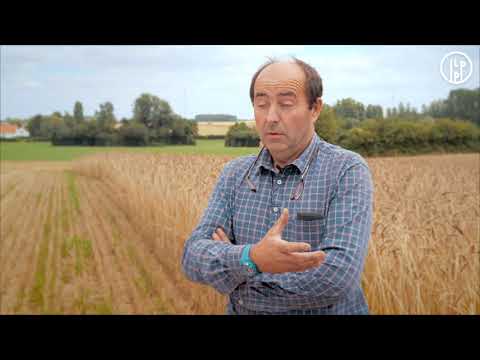 Du blé ancien, qu’est-ce que c’est ?