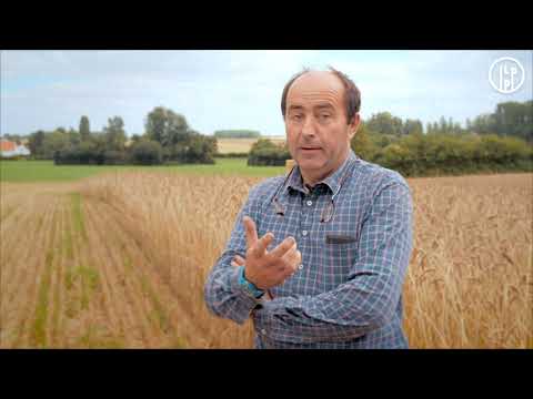 Pourquoi cultiver du blé en bio ?
