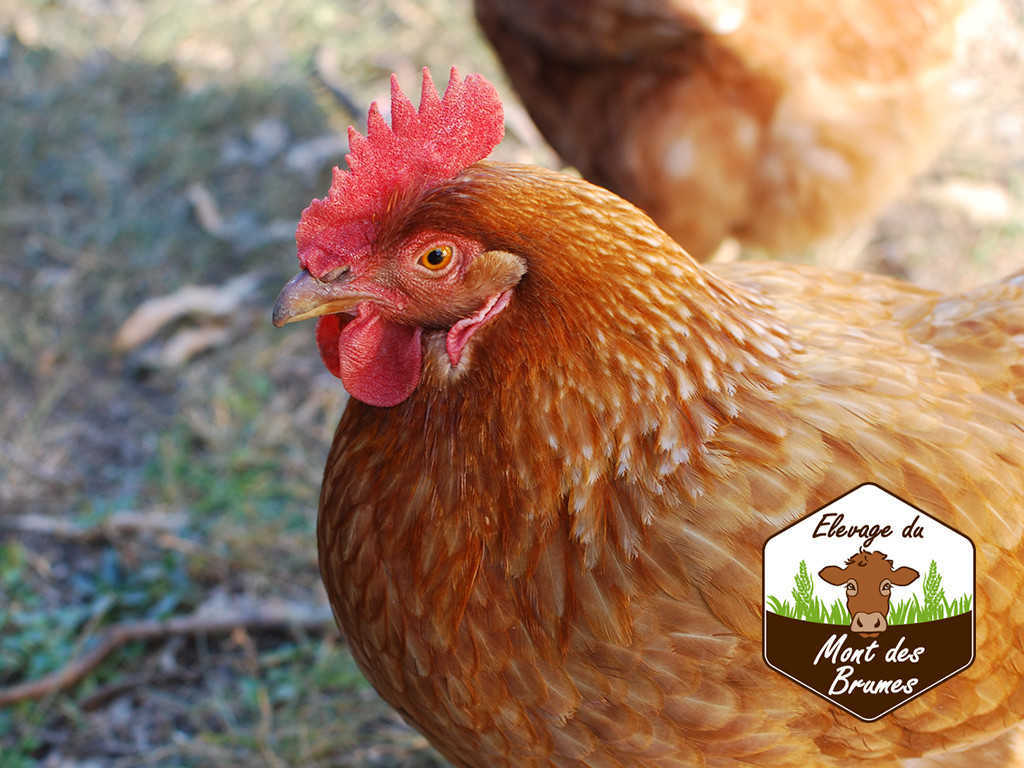 Commandez votre poulet fermier (février 2019)