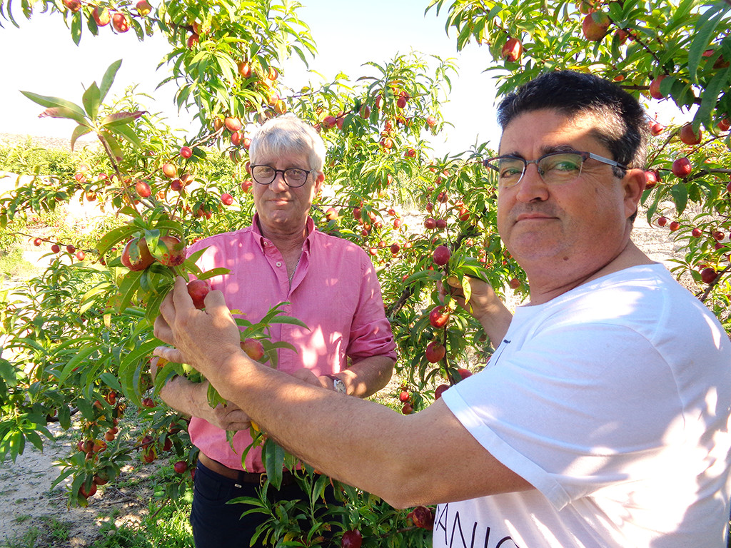 D’où viennent nos abricots et nectarines?