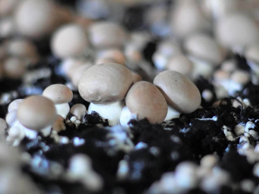 Trêve des champignons