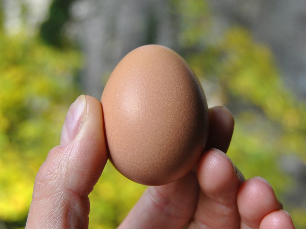 Pourquoi nos œufs sont-ils plus petits?