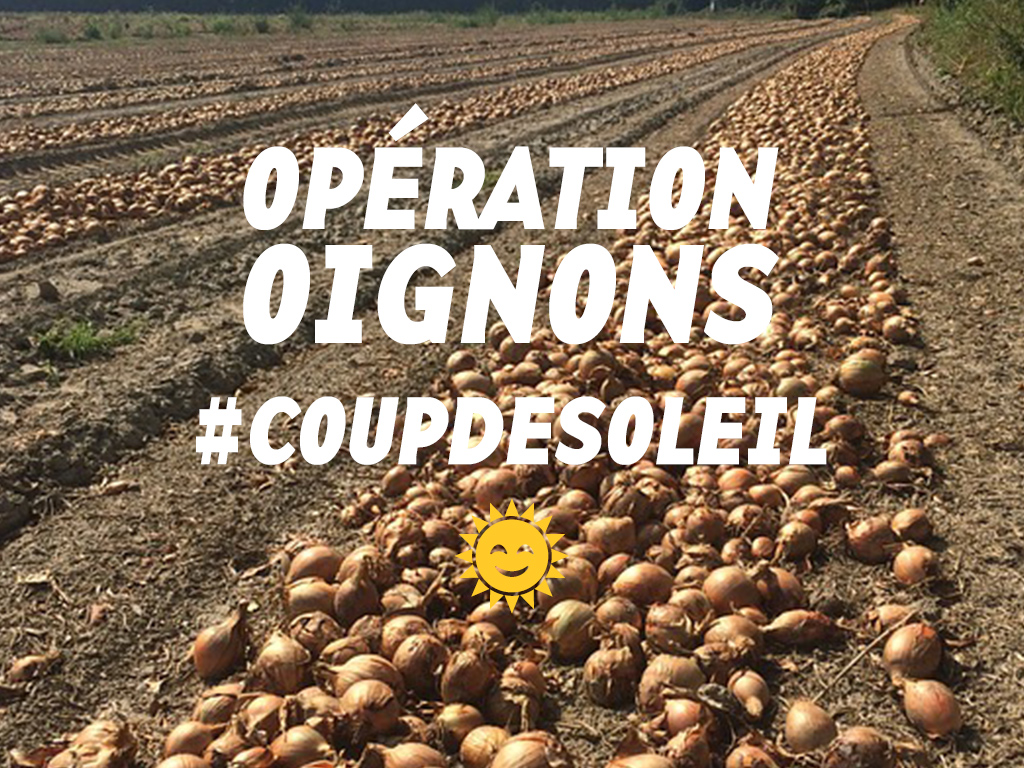 Coup de soleil sur les oignons