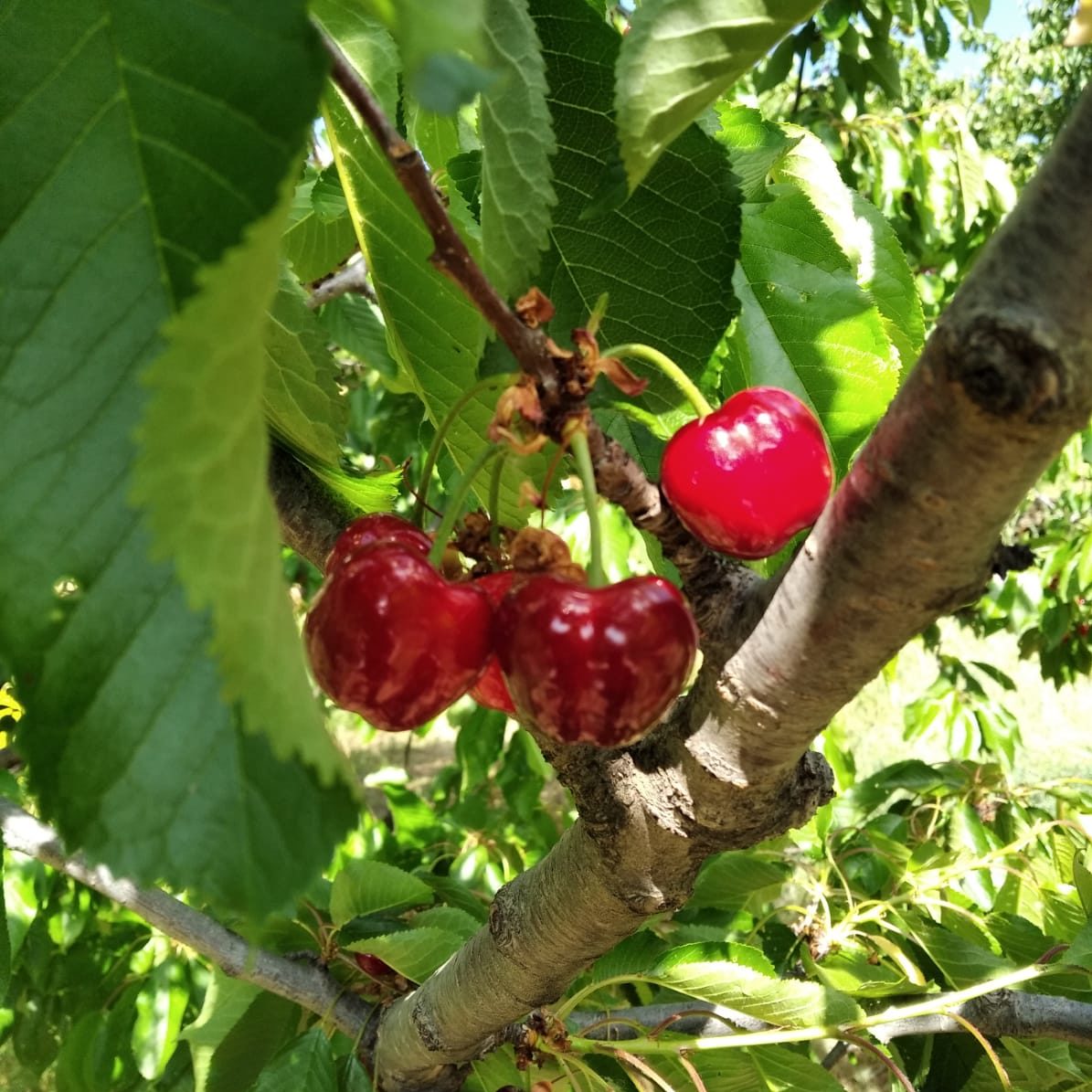 Cultive-t-on des cerises bio en Belgique?