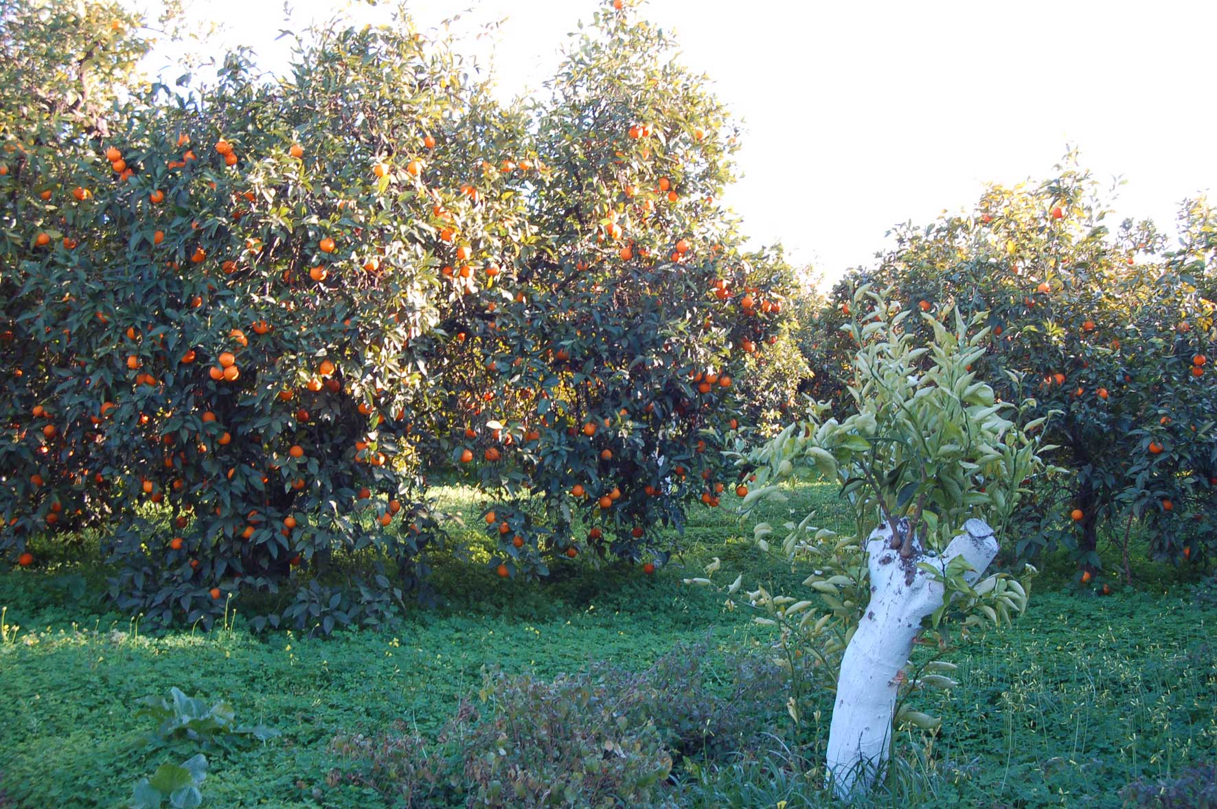 Oranges Salustiana