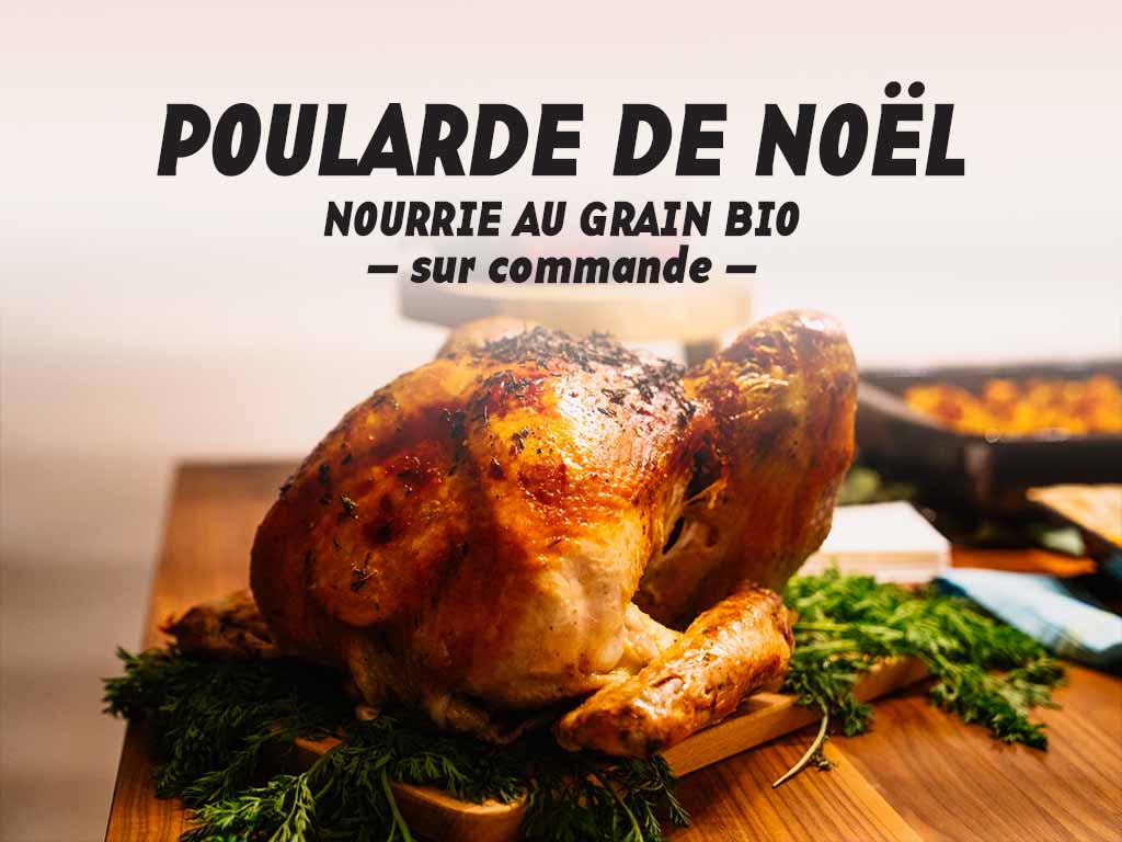 Poulardes de Noël nourries au grain bio