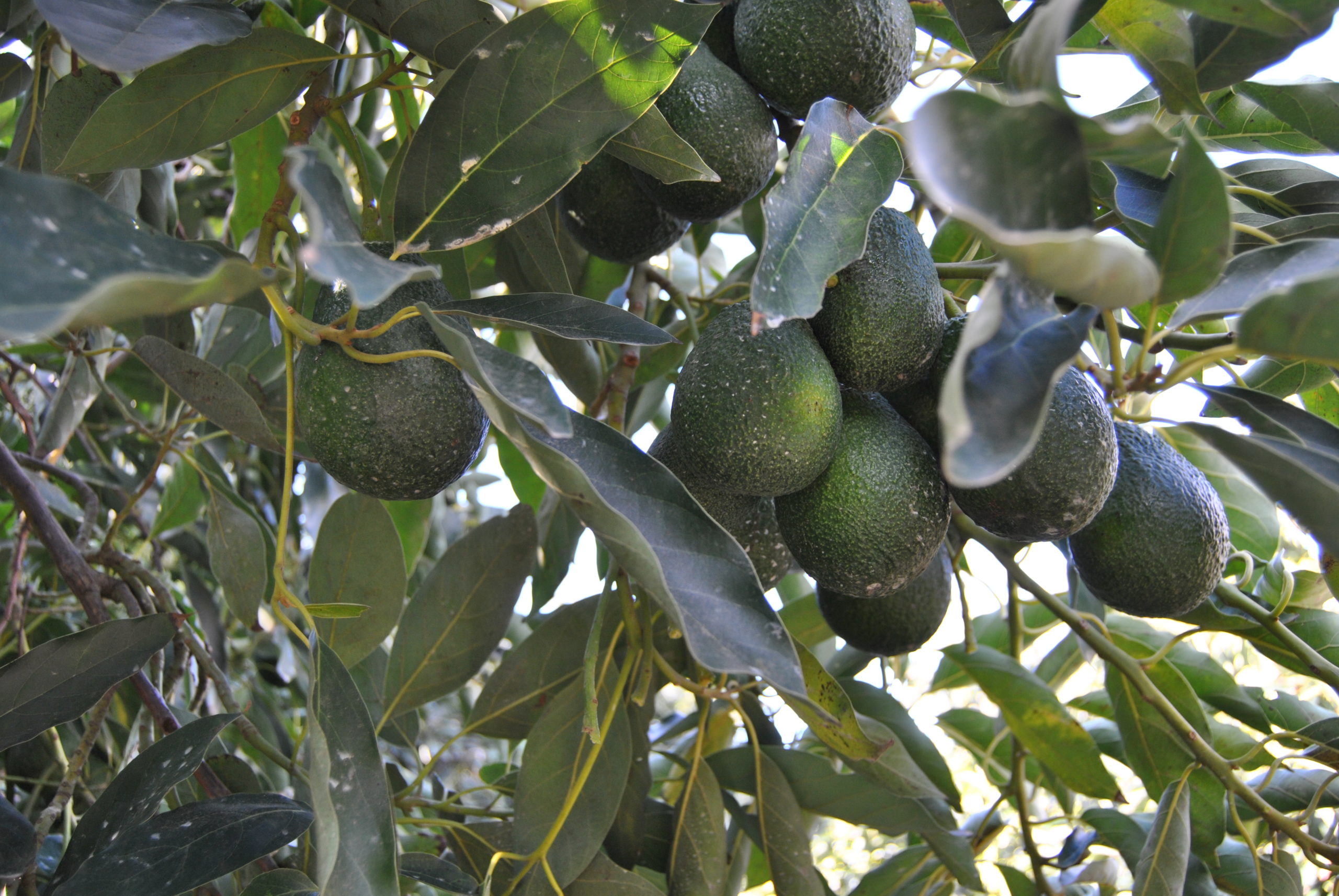 🥑Retour des avocats!