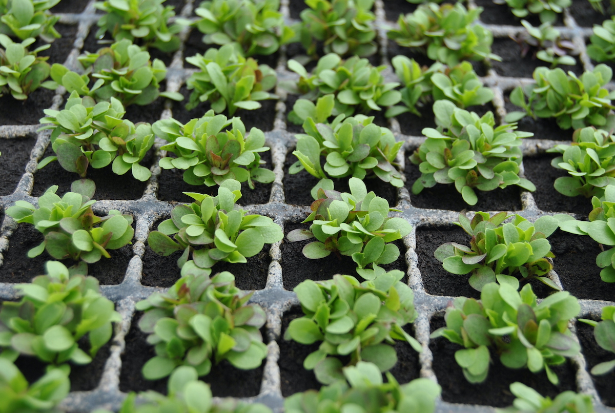 🌱 À vos semis !