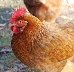 Poulet fermier (demi)