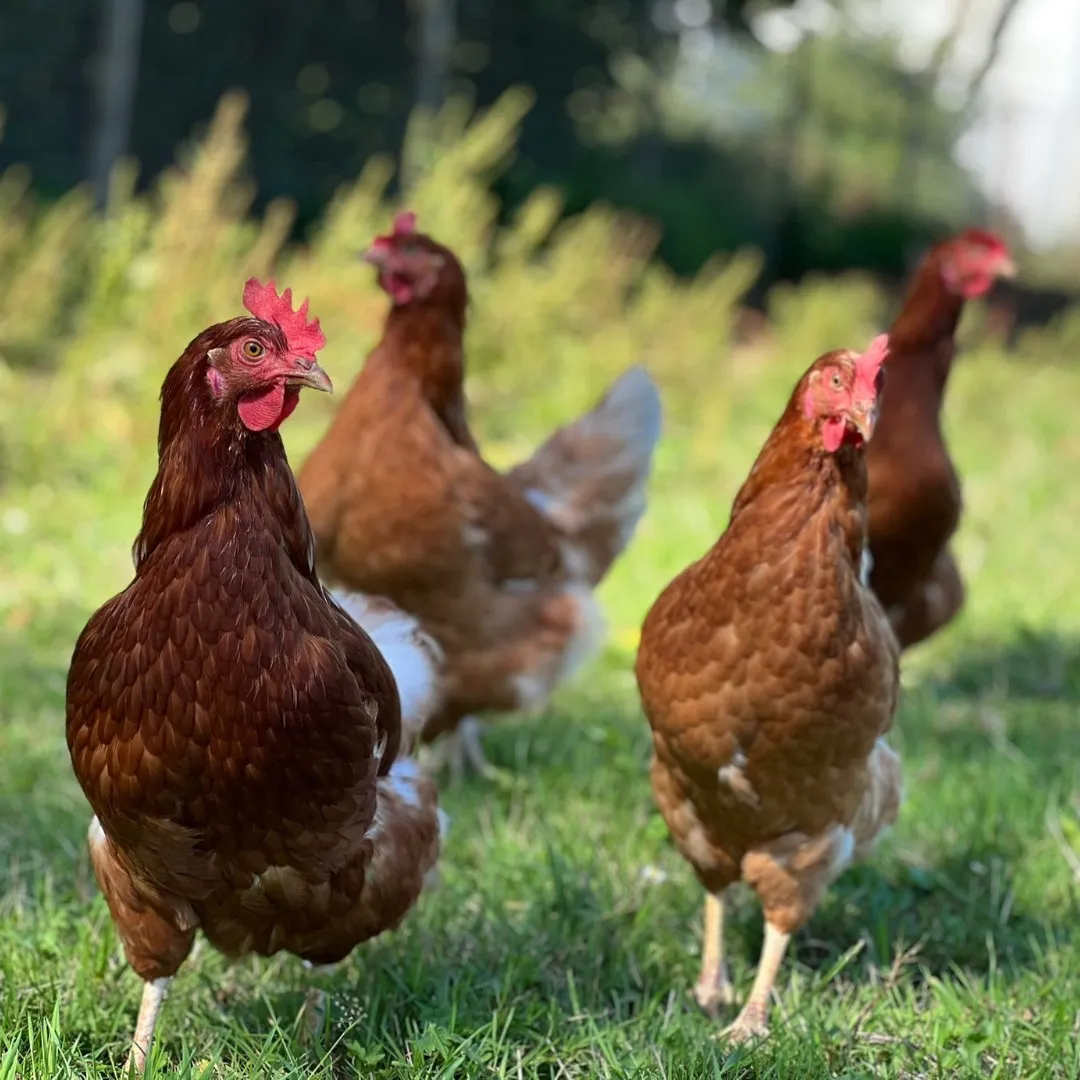 Pièces de poulet Coq des Prés