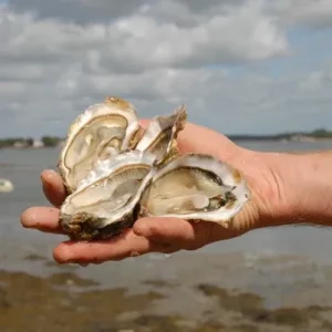 Huîtres bio (24pc) · retrait 30 décembre 2025