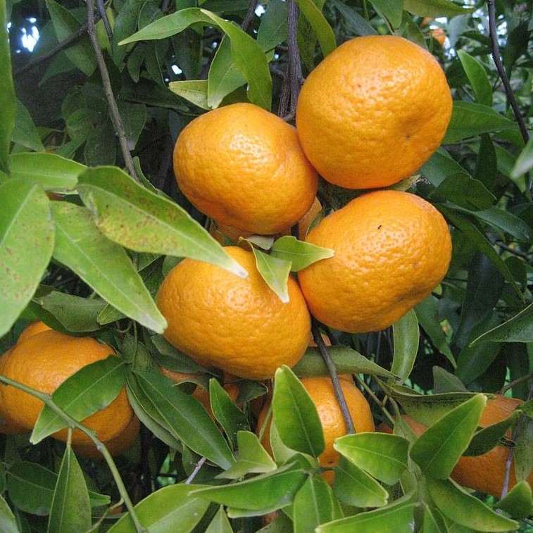 Mandarine ou clémentine ?