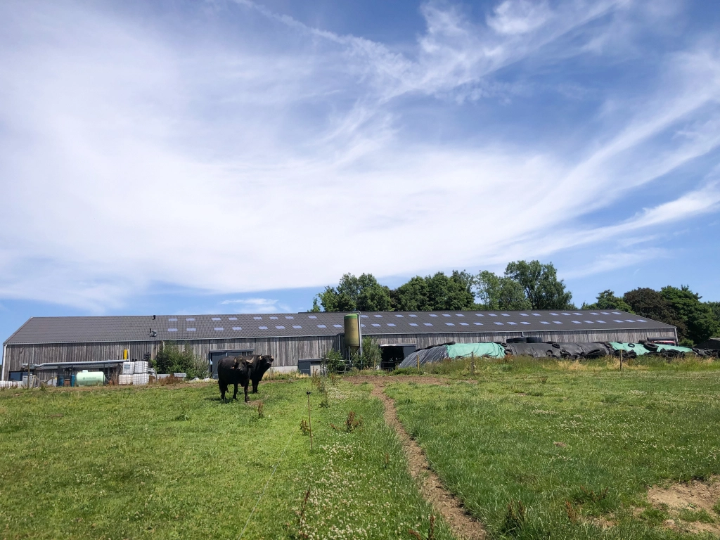 Une journée chez Buffl’Ardenne🐃