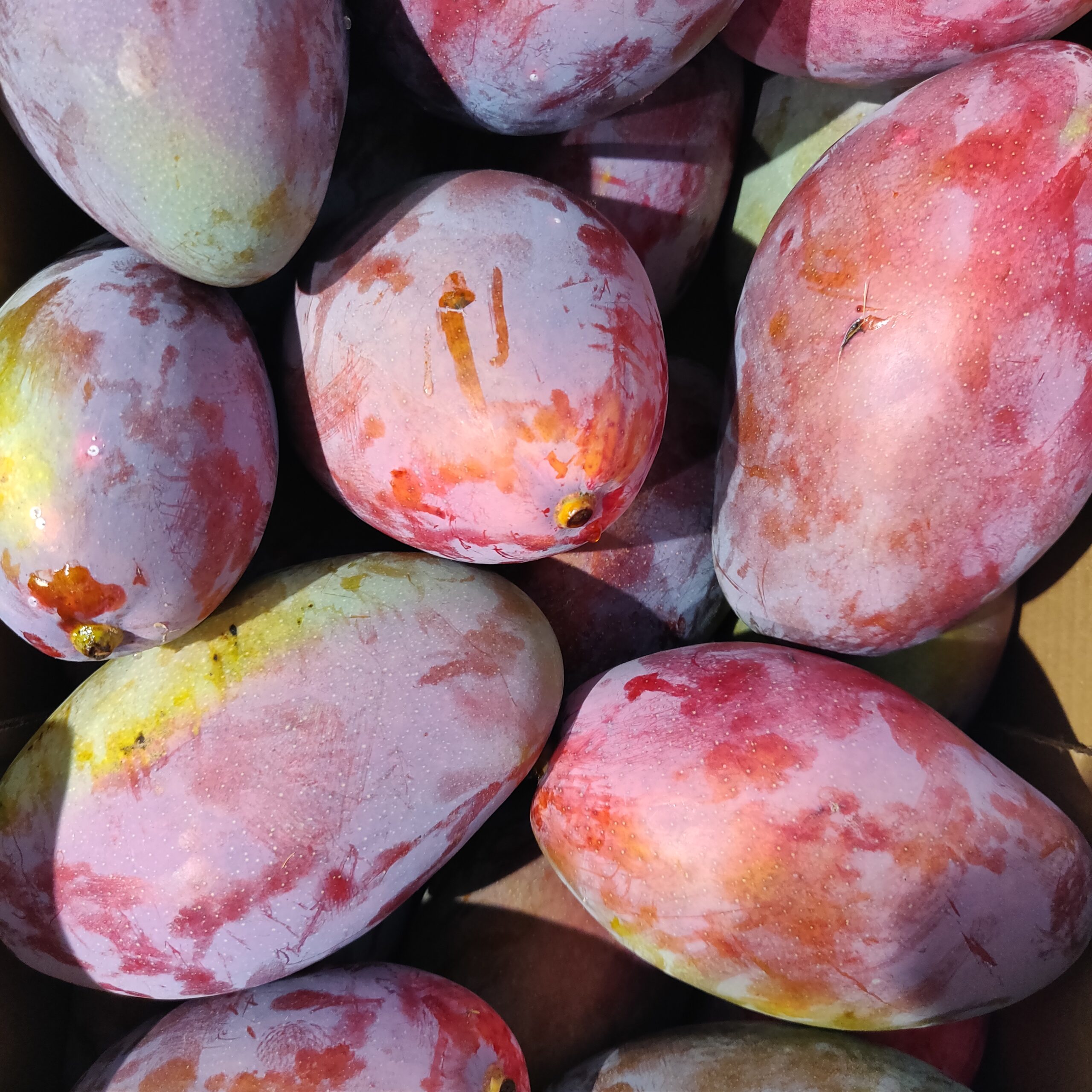 🥭 Mangue bio vs mangue conventionnelle